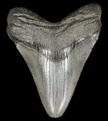 Juvenile Megalodon Tooth - Georgia #61611